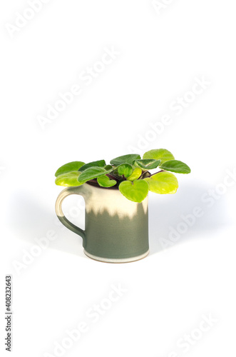 Detail of african violet in tiny pot on white background