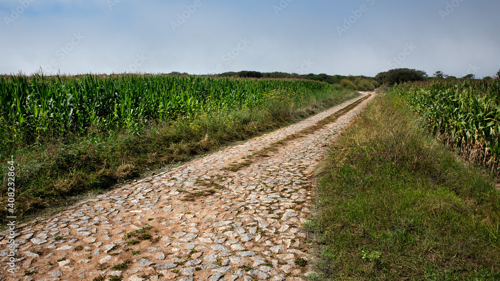Stone-paved road in the cornfields