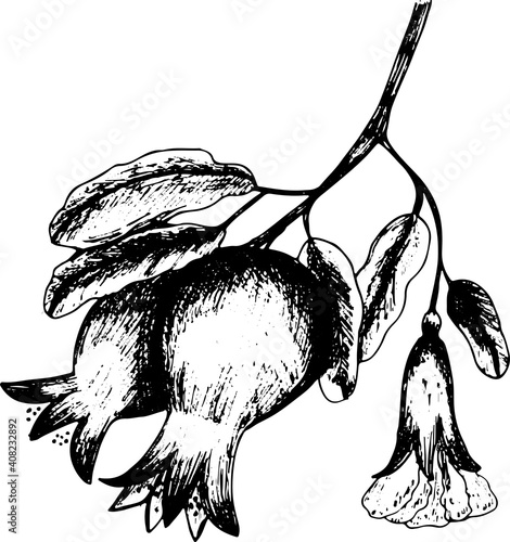 Hand drawn black pomegranate with flower and leaves isolated on white background. Sketch art illustration