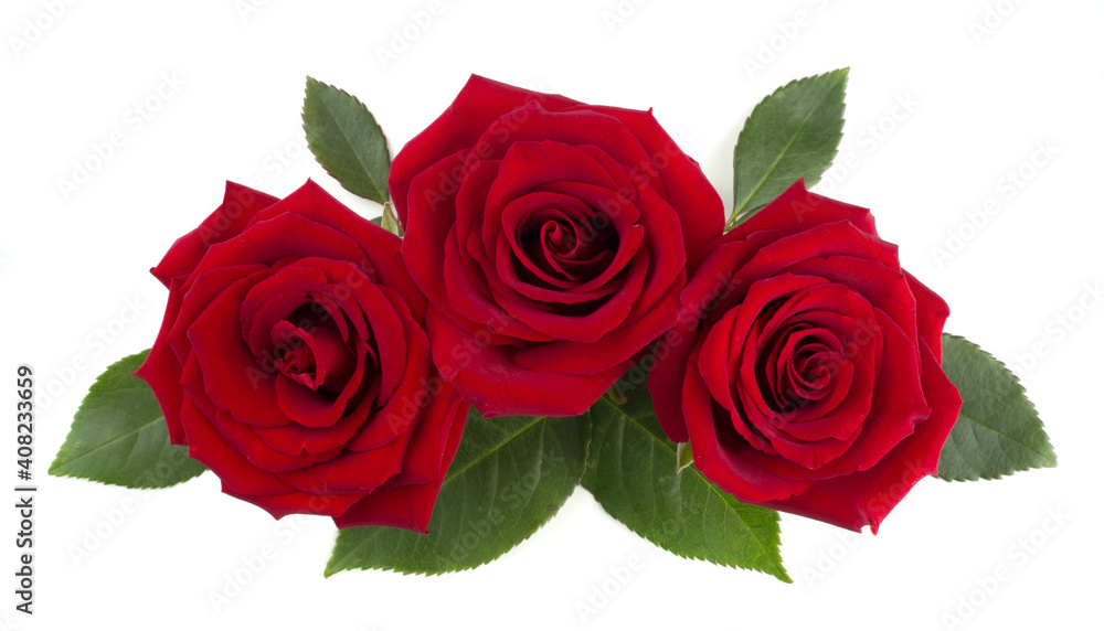 Red rose flowers and leaves on white Red rose flowers and leaves on white