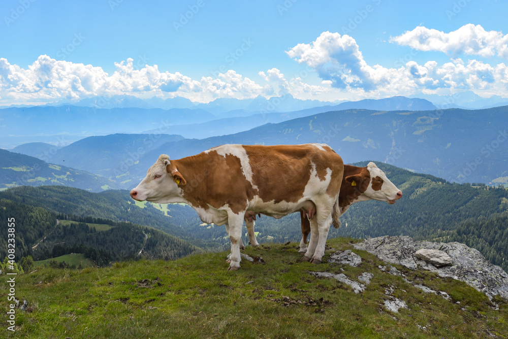 Kühe auf den Berggipfel in Österreich