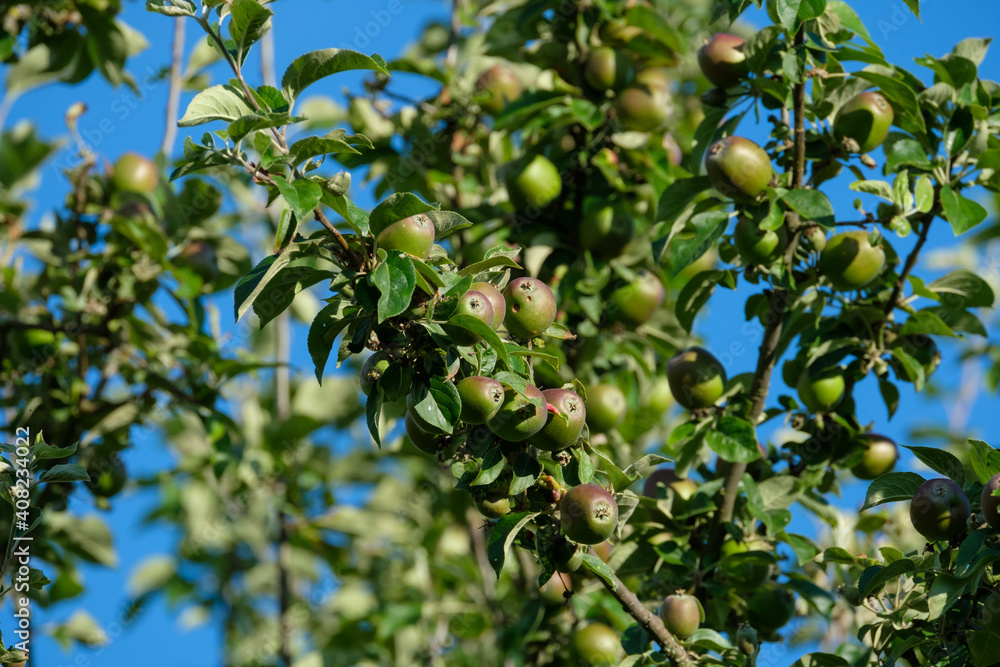 Viele verzweigte Äste mit unreifen grüne Äpfel an einem Apfelbaum im Sommer bei blauem Himmel