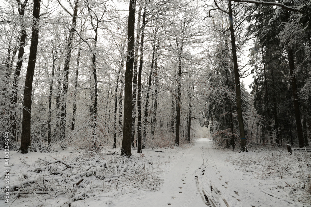 In the forest on a winter morning In the forest on a winter morning