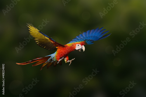 Macaw bird flying in the forest