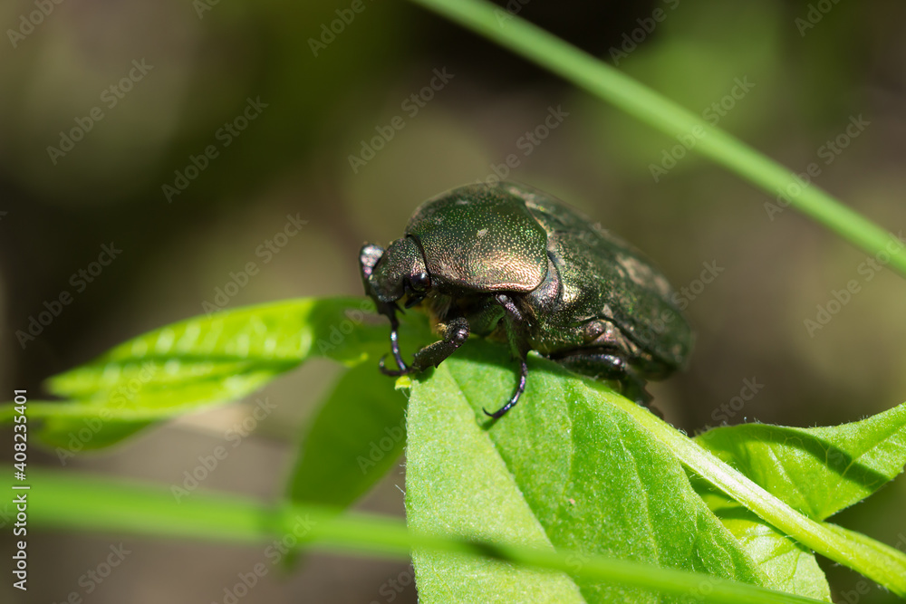 The rose chafer (lat. Cetonia aurata), of the family Scarabaeidae. The rose chafer (lat. Cetonia aurata), of the family Scarabaeidae.
