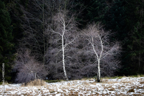 Fototapeta Naklejka Na Ścianę i Meble -  Brzoza w zimie