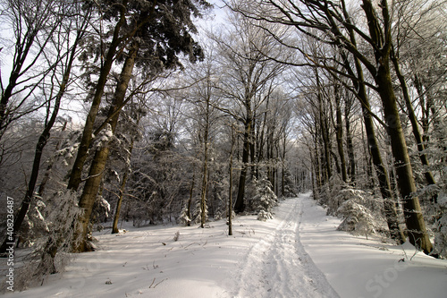 Leśna droga w zimie z zasypanymi śniegiem drzewami 