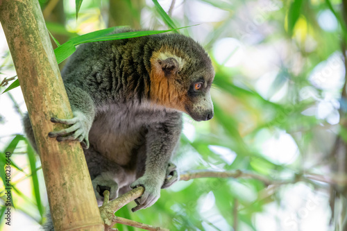 A lemur sits on a branch and watches the visitors to the national park