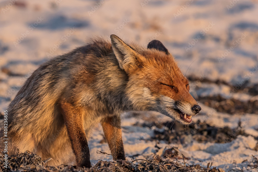 Fototapeta premium fuchs
