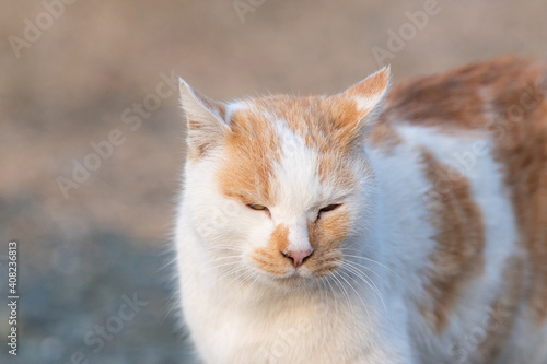可愛い猫　茶白猫 © rai
