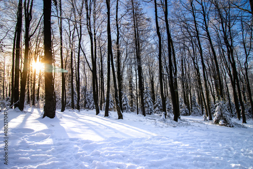 Fototapeta Naklejka Na Ścianę i Meble -  Zimowy las z zachodem słońca