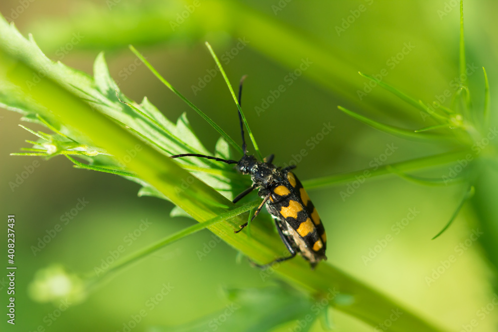 The longhorn beetle (lat. Leptura quadrifasciata), of the family Cerambycidae. The longhorn beetle (lat. Leptura quadrifasciata), of the family Cerambycidae.
