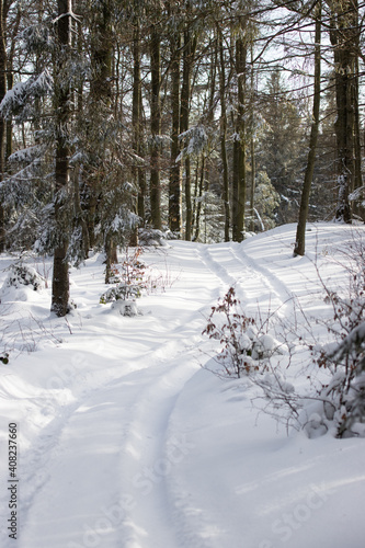 Ścieżka w lesie między dziewami we sniegu