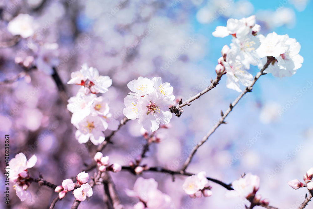 Spring blossom background. Beautiful nature scene with blooming tree on sunny day. Spring flowers. Beautiful orchard in Springtime. Abstract background. Spring blossom background. Beautiful nature scene with blooming tree on sunny day. Spring flowers. Beautiful orchard in Springtime. Abstract background.