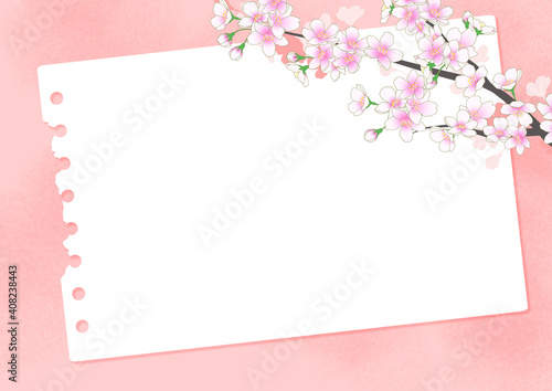 満開の桜の花　春 © necozawa