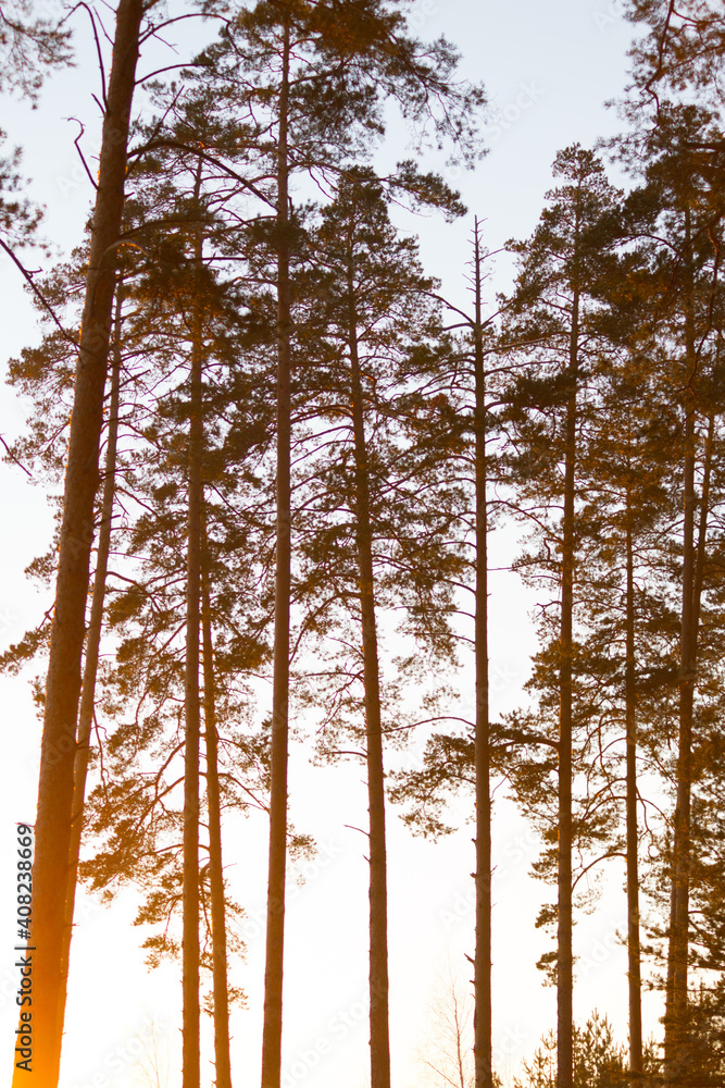 Fototapeta premium sunset in the woods