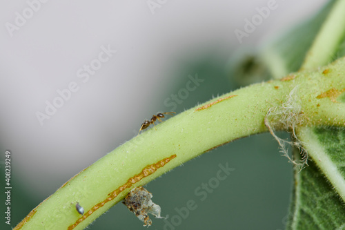 A small ant walking through the green leaf