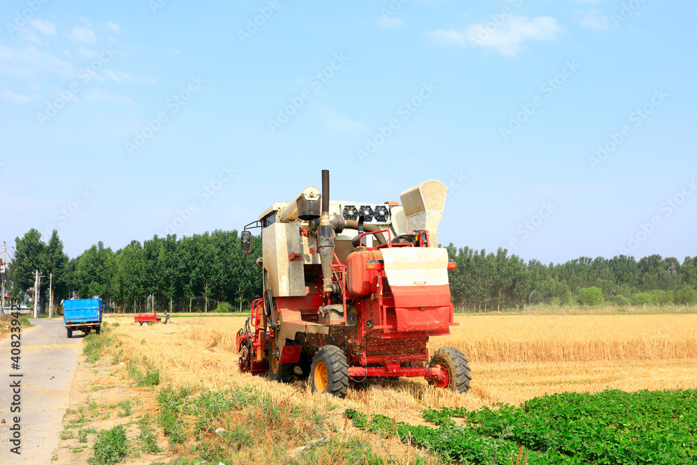 Fototapeta premium combine harvester working on a wheat field