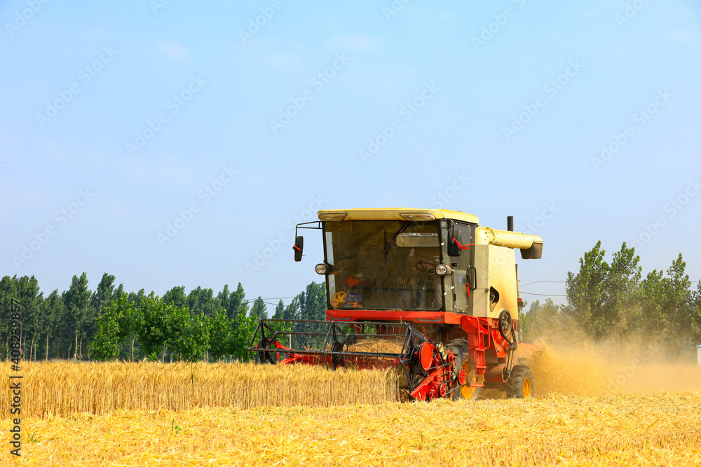 Obraz premium combine harvester working on a wheat field