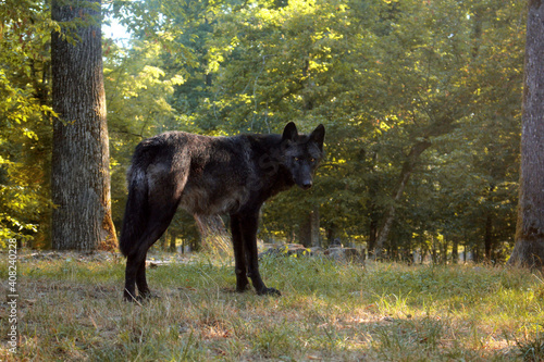 schwarzer Wolf 