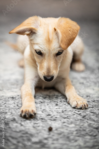Canvas Print puppy dog learning obedience, training and upbringing with goodie