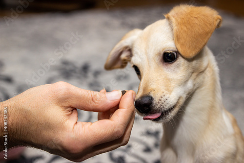 Photographie Puppy dog gets an goodie feed, training and reward