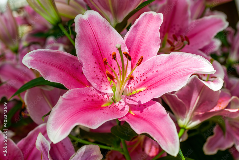 Lily 'Sorbonne' (lilium) a spring summer flowering bulbous plant with a pink springtime flower commonly known as oriental lily, stock photo image Lily 'Sorbonne' (lilium) a spring summer flowering bulbous plant with a pink springtime flower commonly known as oriental lily, stock photo image