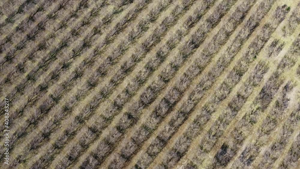 Almond Orchards in the Fall Central Valley California Drone Aerial View Almond Orchards in the Fall Central Valley California Drone Aerial View