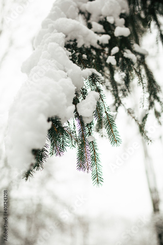 Christmas tree branch covered with snow in the forest 