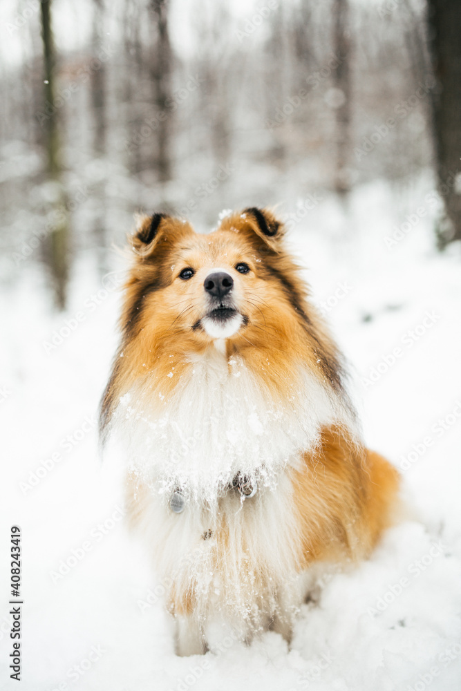 Portrait of gold dog sitting in a snowy forest in the snow, sheltie, collie