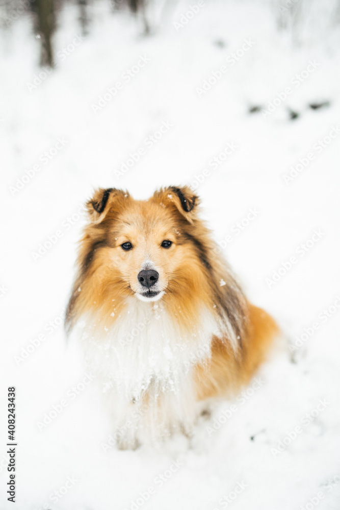 Portrait of beautiful gold dog sitting in a snowy forest in the snow, sheltie, collie Portrait of beautiful gold dog sitting in a snowy forest in the snow, sheltie, collie