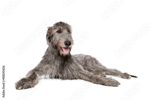 Irish wolfhound isolated on white photo