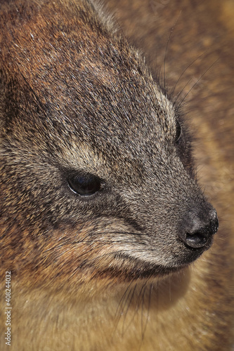 Rock Hyrax (Procavia capensis) or dassie rat African rodent, South Africa photo