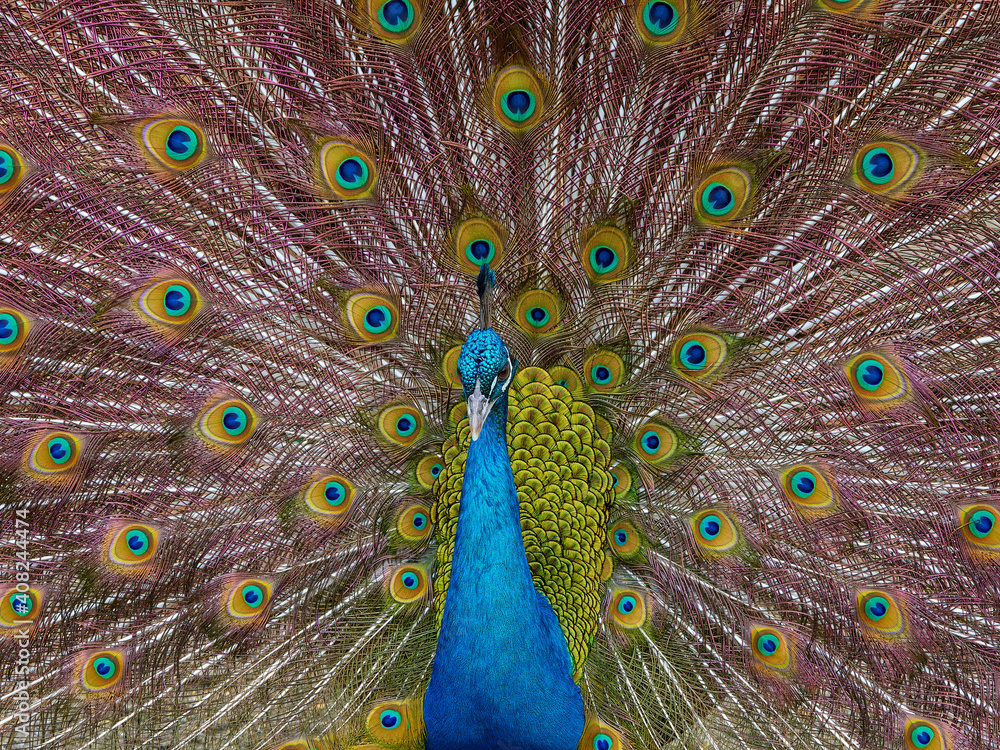 Obraz premium peacock with feathers out