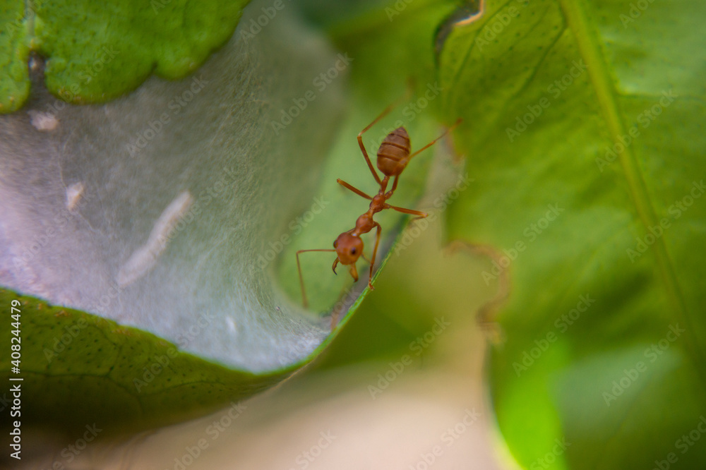 Red-orange ant on a green leaf. Red-orange ant on a green leaf.
