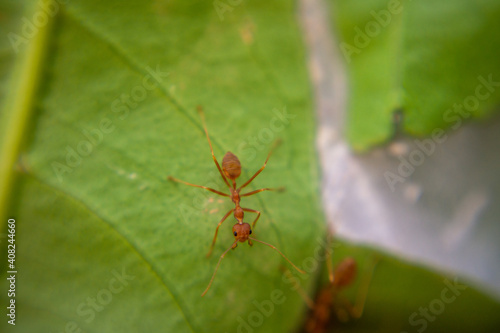 Red-orange ant on a green leaf. © pumpumpui