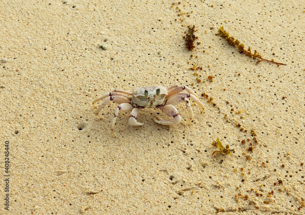 Ghost crab on beach in Pralsin Island, Seychelles Ghost crab on beach in Pralsin Island, Seychelles