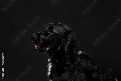 Portrait of a cute looking black atbyhoun dog looking to the left, shot on a black background. Adult dog with a shiny coat, horizontal studio shot