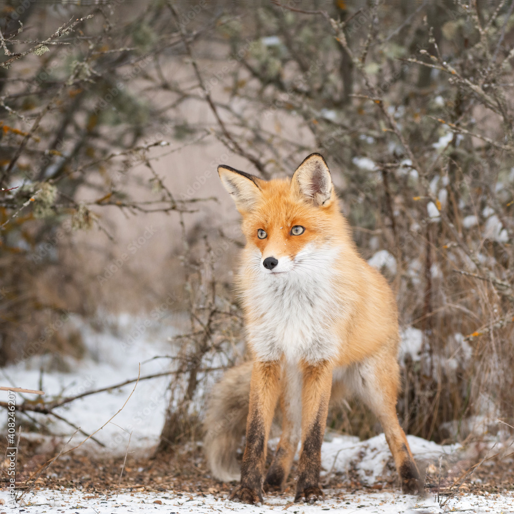 Red fox Vulpes vulpes in a winter landscape. Close up Red fox Vulpes vulpes in a winter landscape. Close up