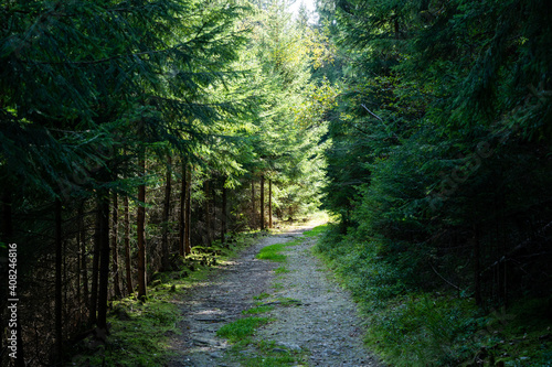 Wander weg durch einen tannenwald bei sonnigem wetter © MG-Pictures