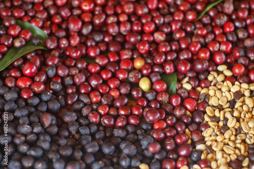 Include coffee beans that include both red chery coffee beans. Coffee beans Coffee beans that have been peeled off