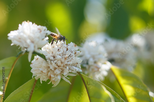 Beautiful white flowering coffee tree Bees come to eat nectar from the pollen of coffee flowers.