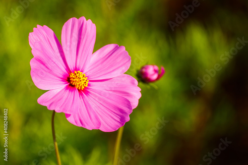 Beautiful pink close-up cosmos flower in the morning.