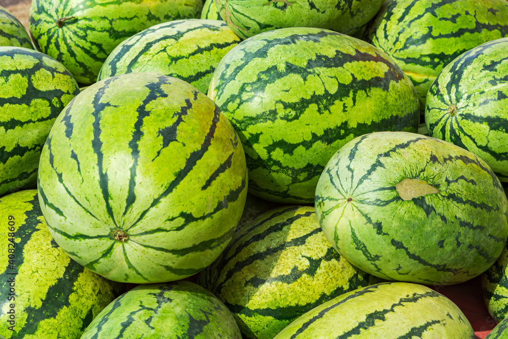 Background of ripe watermelons of open street trade. Full frame. The texture of the crust, a lot of objects. Food background, summer design. The concept of healthy and proper nutrition.Vitamin C, diet