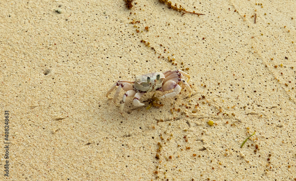 Ghost crab on beach in Pralsin Island, Seychelles Ghost crab on beach in Pralsin Island, Seychelles