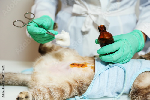 Fototapeta Naklejka Na Ścianę i Meble -  veterinarian treats postoperative suture on the cat. veterinarian holding a surgical forceps with a swab