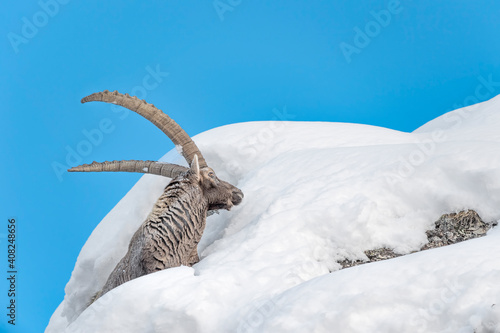 Isolated Ibex male wrapped by snow in winter season (Capra ibex)