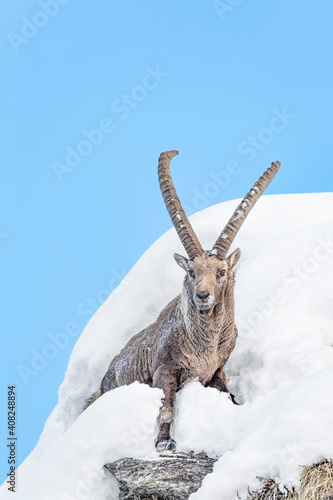 Dangerous passage for the Alpine ibex on the mountain peak (Capra ibex) photo