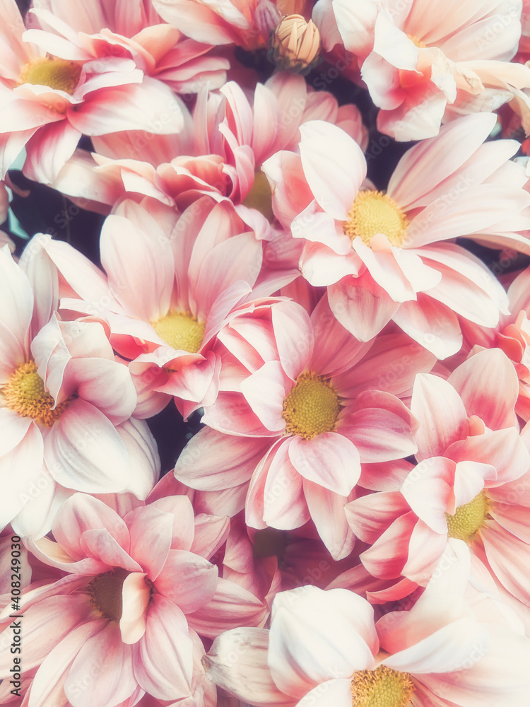 Pink pastel chrysanthemum flower background with soft focus