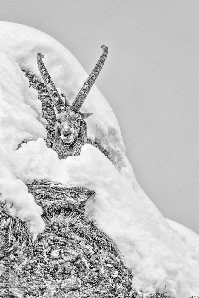 Obraz premium Black and white portrait of Alpine ibex wrapped by snow (Capra ibex)